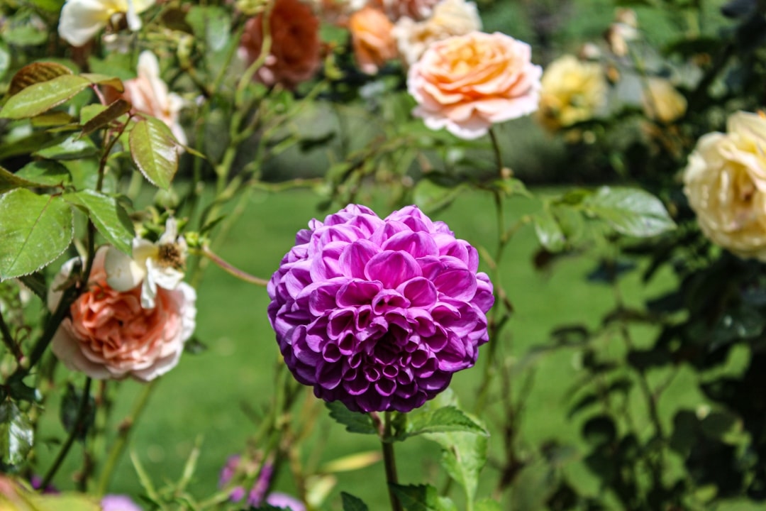 The Ultimate Guide to Fragrant Flowers: Scent Profiles and Garden Planning