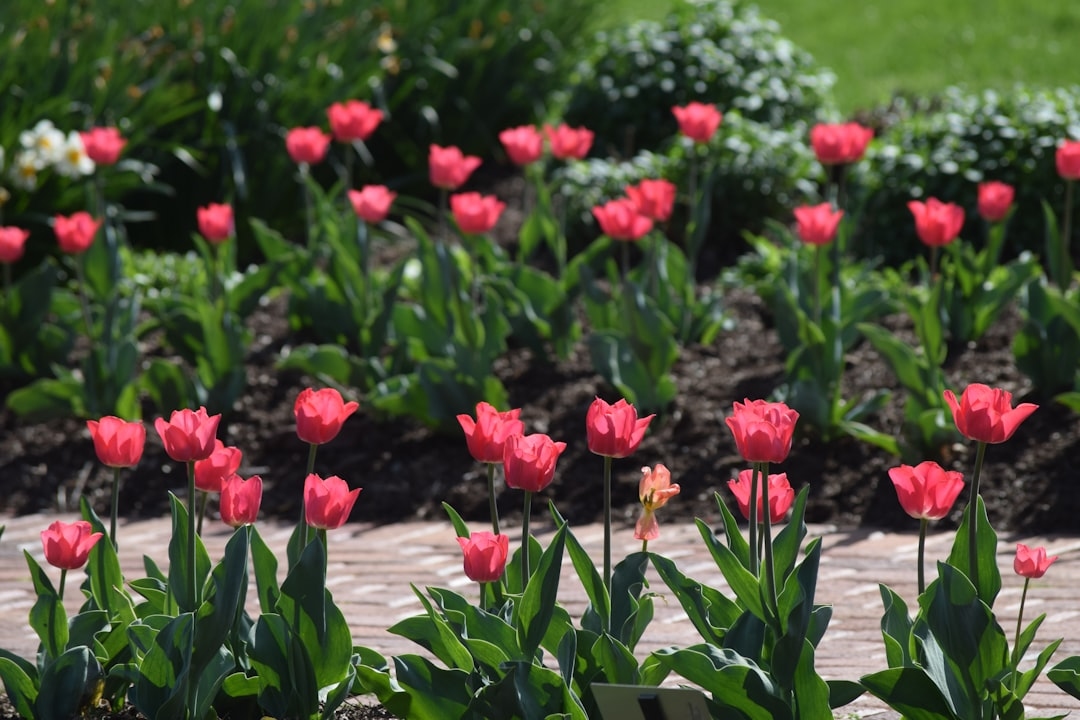 Complete Guide to Drip Irrigation for Flower Gardens