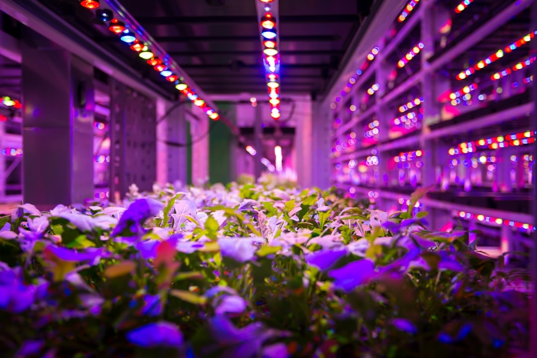 Complete Guide to Starting Seeds Under Grow Lights for Flowers